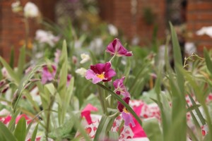 orquidea