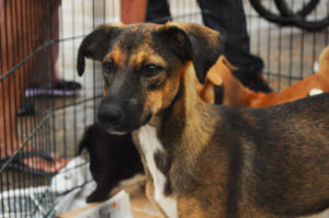 feira de adoção de animais são vicente cachorro