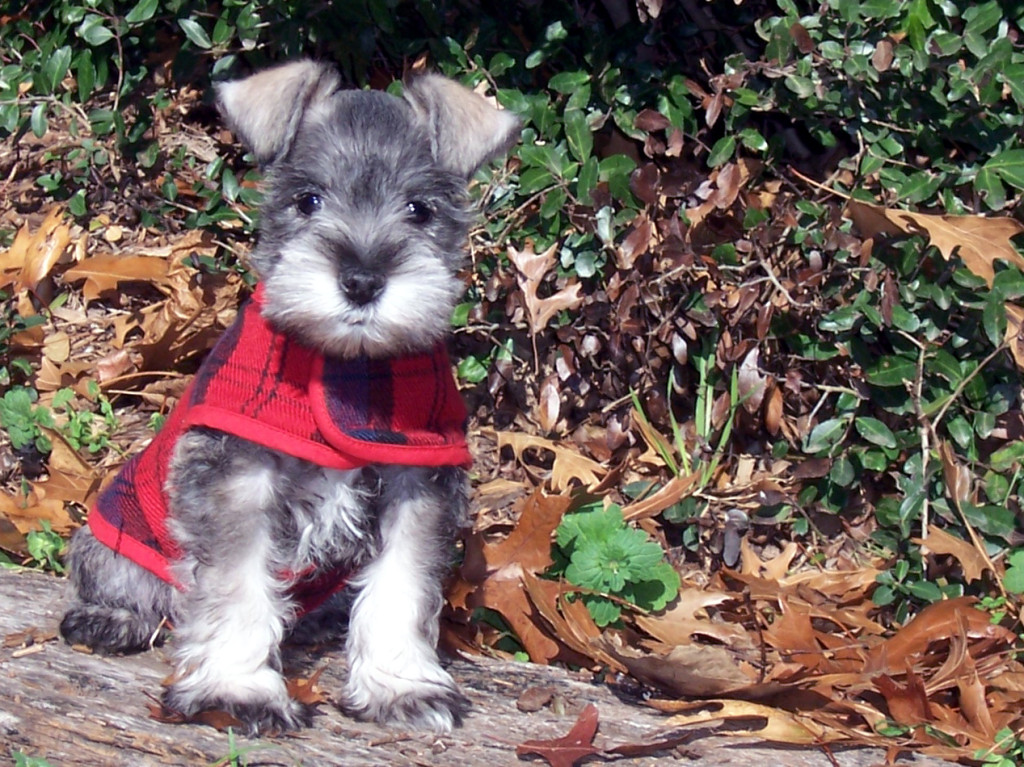 Primeira Campanha de Doação de Agasalho Pet é realizada em Santos