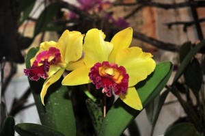 Exposição de orquídeas