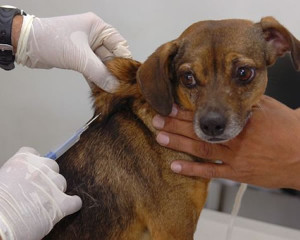 vacina contra raiva cães