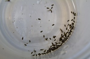 mosquito