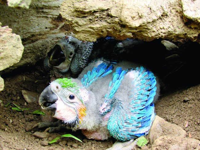 Orquidário celebra o nascimento de três araras-canindés