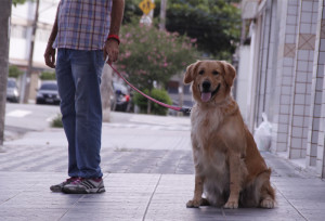 cachorro passeando