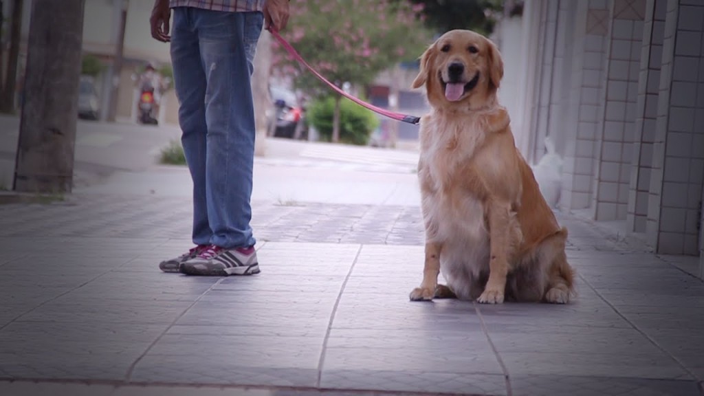 Veja os cuidados necessários antes de adotar um animal de estimação