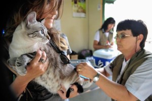 veterinario