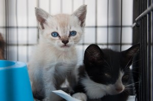 Gatos e cães de todas as idades estão a espera de uma nova casa 