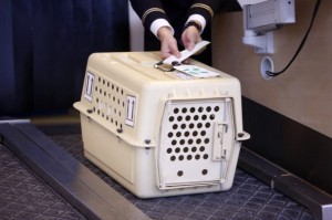 Operadora Gol também aceitará transporte de animais domésticos em voos