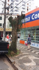 Árvore foi cortada na segunda e sua retirada estava programada para quinta, mas a mobilização de moradores impediu o serviço