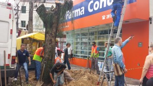 Agilidade na retirada da árvore chamou a atenção, pois do último pedido até o início do corte foram apenas 12 dias.