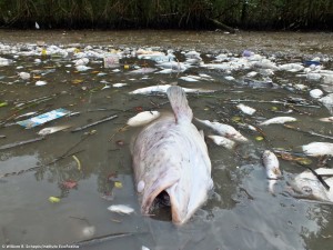 Dias após o início do fogo, toneladas de peixes mortos apareceram em rios que cercam a região