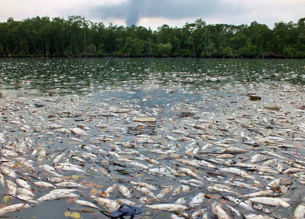 Mais de oito toneladas de peixes mortos foram retirados dos rios