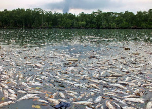 peixes