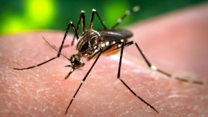 Apesar da não oficialização do zika vírus - proveniente do mosquito da dengue - no interior e litoral paulista, o alerta refere-se aos 14 casos suspeitos de crianças que nasceram com a microcefalia nos últimos meses em Campinas e São Vicente.