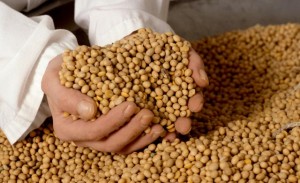 A soja deve ser lançada no mercado no segundo semestre de 2015. Em um primeiro momento, estará disponível para parte das regiões produtoras de soja do Mato Grosso do Sul, Mato Grosso, de Goiás, da Bahia, de Minas Gerais e do Paraná