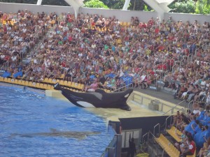 Lançado há dois anos, o documentário Blackfish mostra problemas no tratamento aos animais que fazem parte do Sea World, fato que atingiu a queda na procura pelo parque.