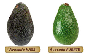 Abacates do tipo Fuerte e Hass, que são exportados como Avocados, têm características antioxidantes, segundo pesquisa da USP.