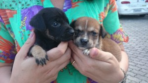 animais de Cubatão