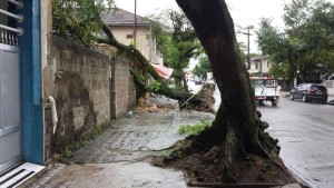 Rua Silva Jardim próximo a Avenida Rodrigues Alves. Duas árvores caídas sendo que uma atingiu parcialmente um estabelecimento comercial.