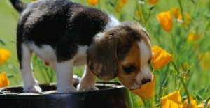 cachorro jardim planta flor