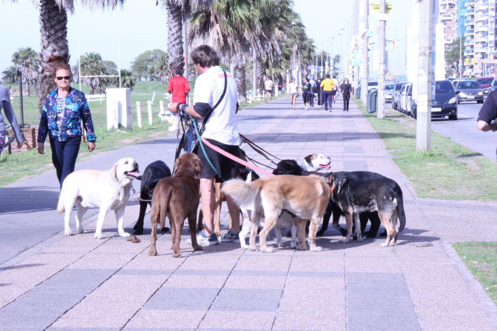 Donos de cachorros investem em ‘dog walkers’