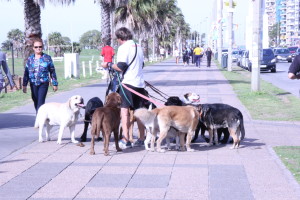 cachorros