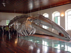 museu de pesca
