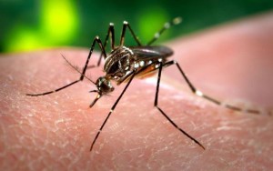 Vírus Zika foi isolado na saliva por cientistas italianos pela primeira vez