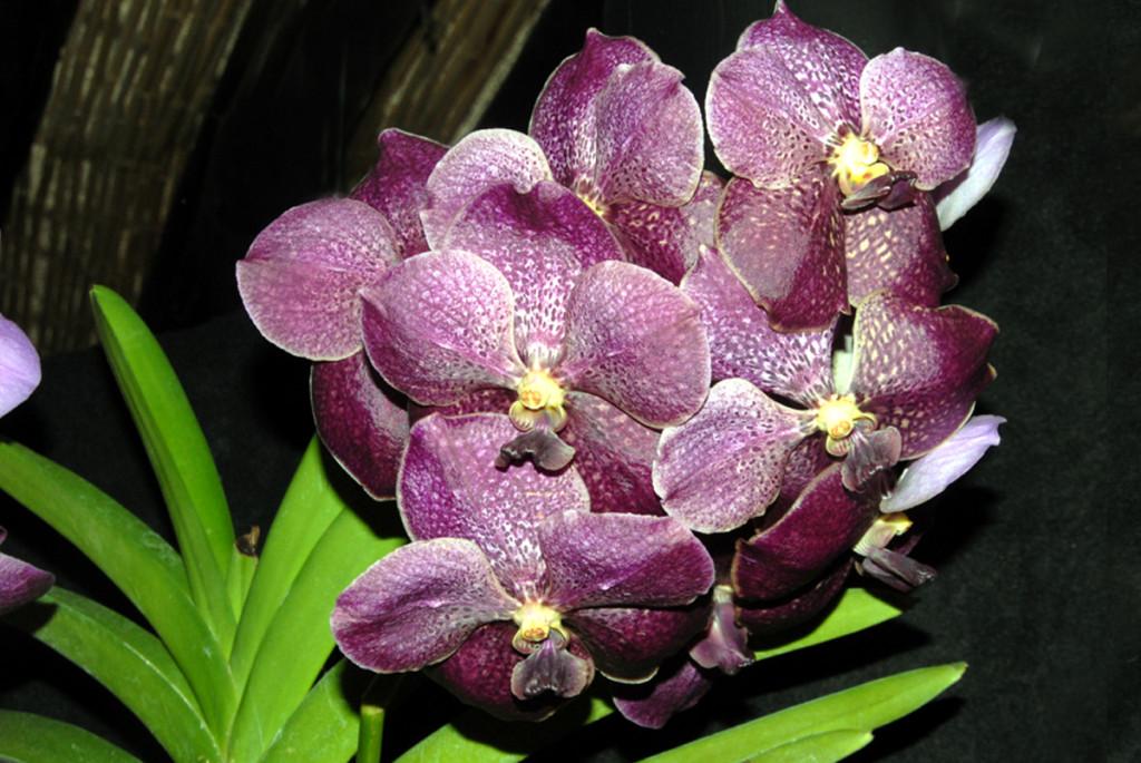 Reportagem - híbrido (Vanda híbrida)