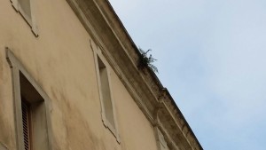 Até o mato já começa a surgir em parte da fachada