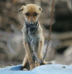 Manter o animal constantemente acorrentado também é considerado maltrato 