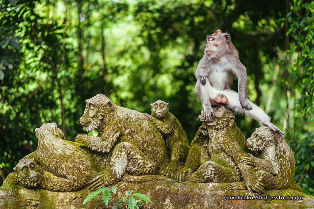 A famosa Floresta dos Macacos