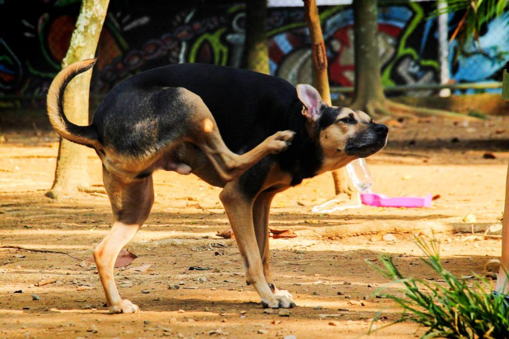 Coceira em diferentes regiões do corpo é comum em cães com pulga. Foto: Divulgação/Maurício Teles