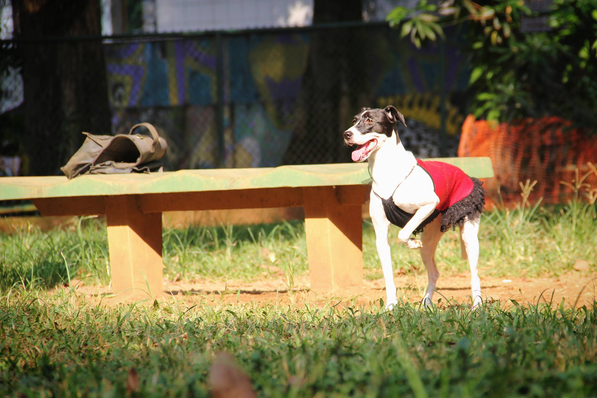 praça dos cães sesc