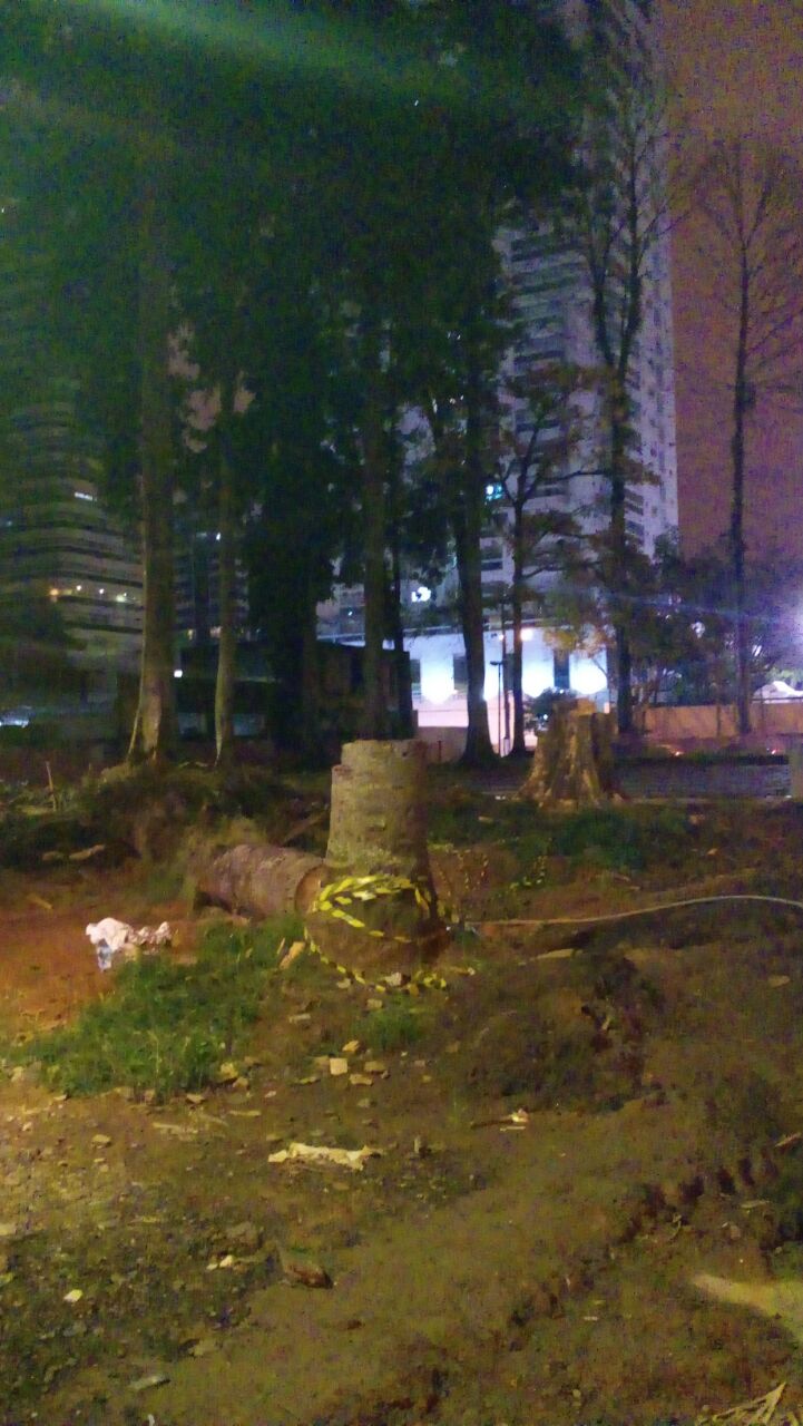 Árvores são arrancadas em praça na Aparecida em Santos