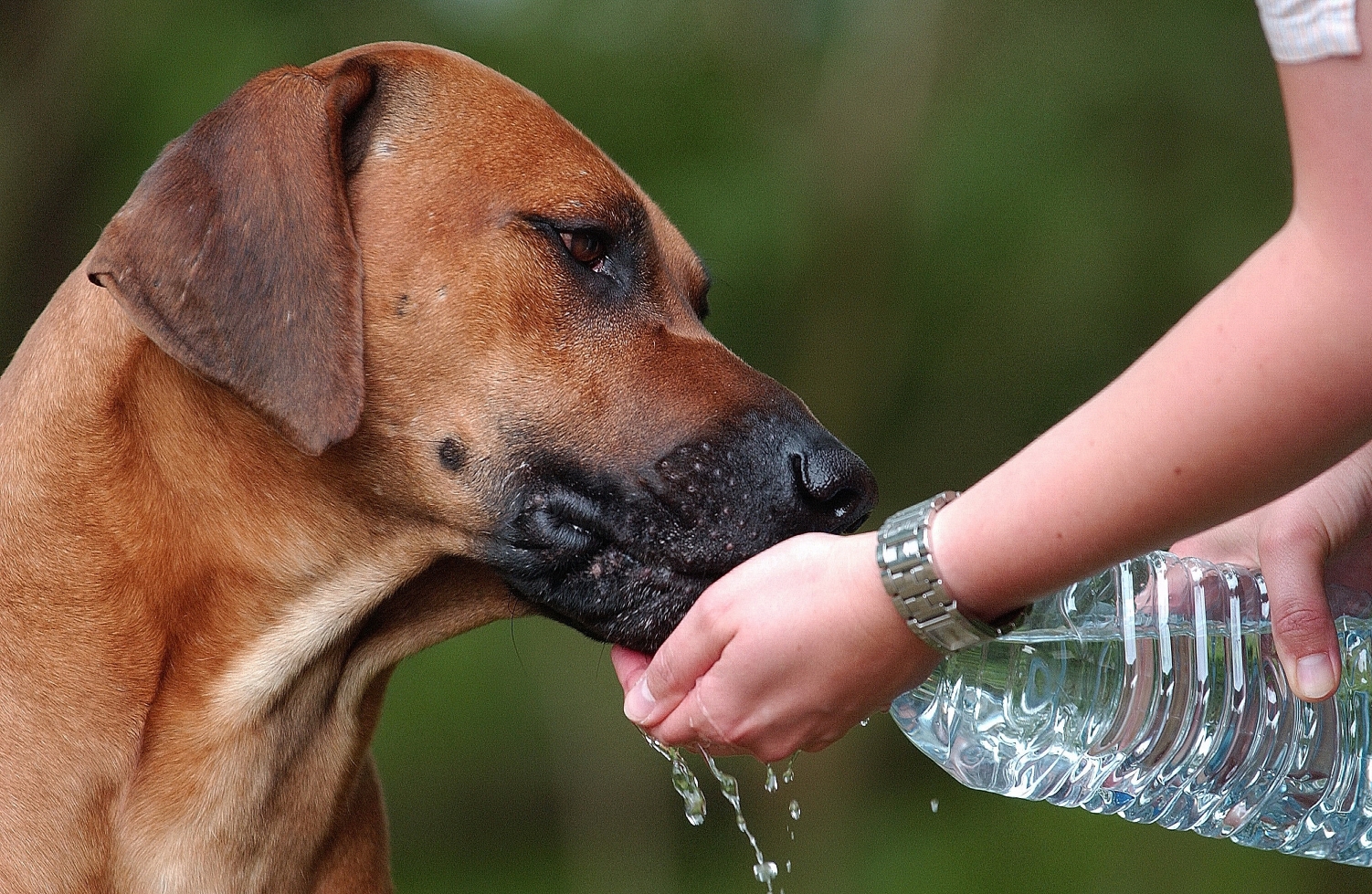 Animales Tomando Agua