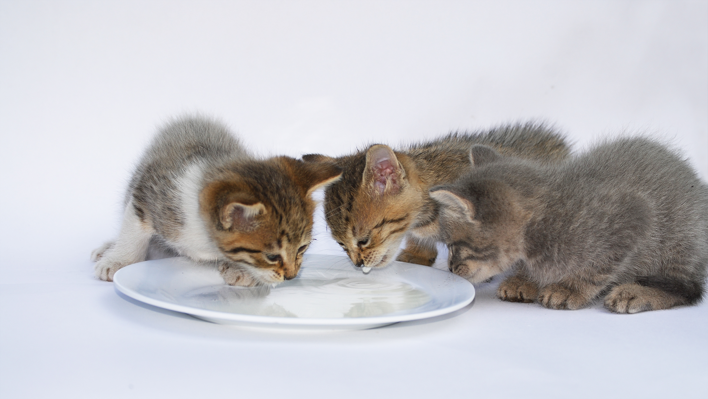 Alimentação