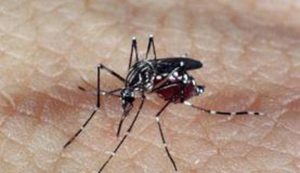 Dengue