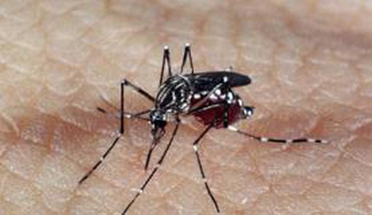 Dengue