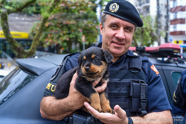 Internautas escolhem Thor como nome do novo cachorro da GCM