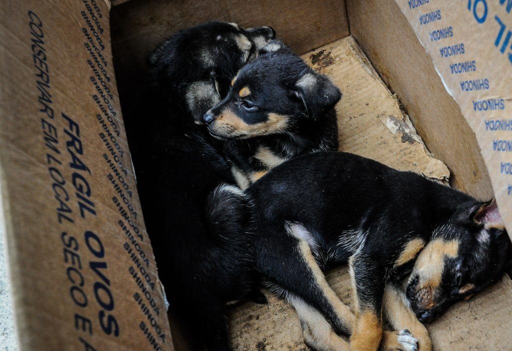 Cães e gatos esperam por adoção em São Vicente