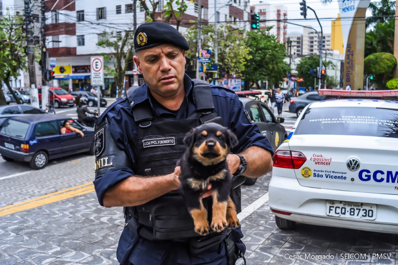 Thor Novo cão da GM