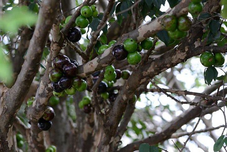 jabuticaba