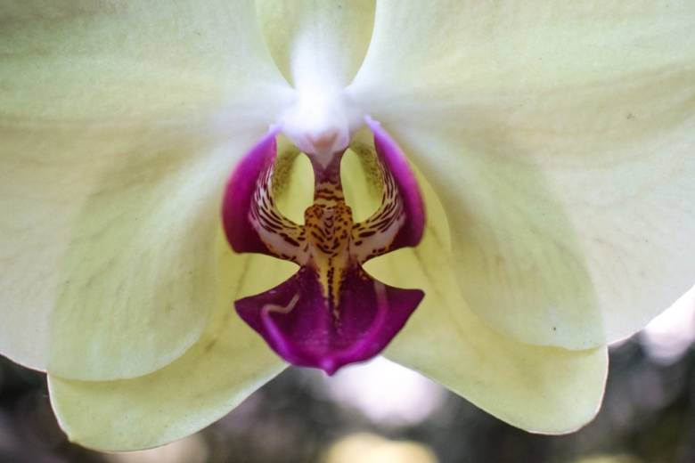 Flores & Orquídeas Bruzzone