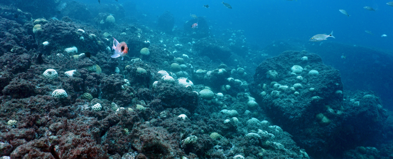 Colônias de coral