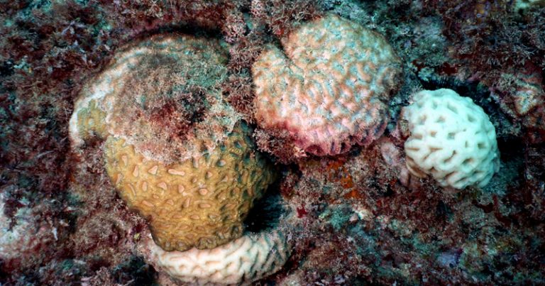 Colônias de coral