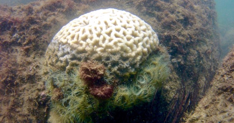Colônia de coral branqueada