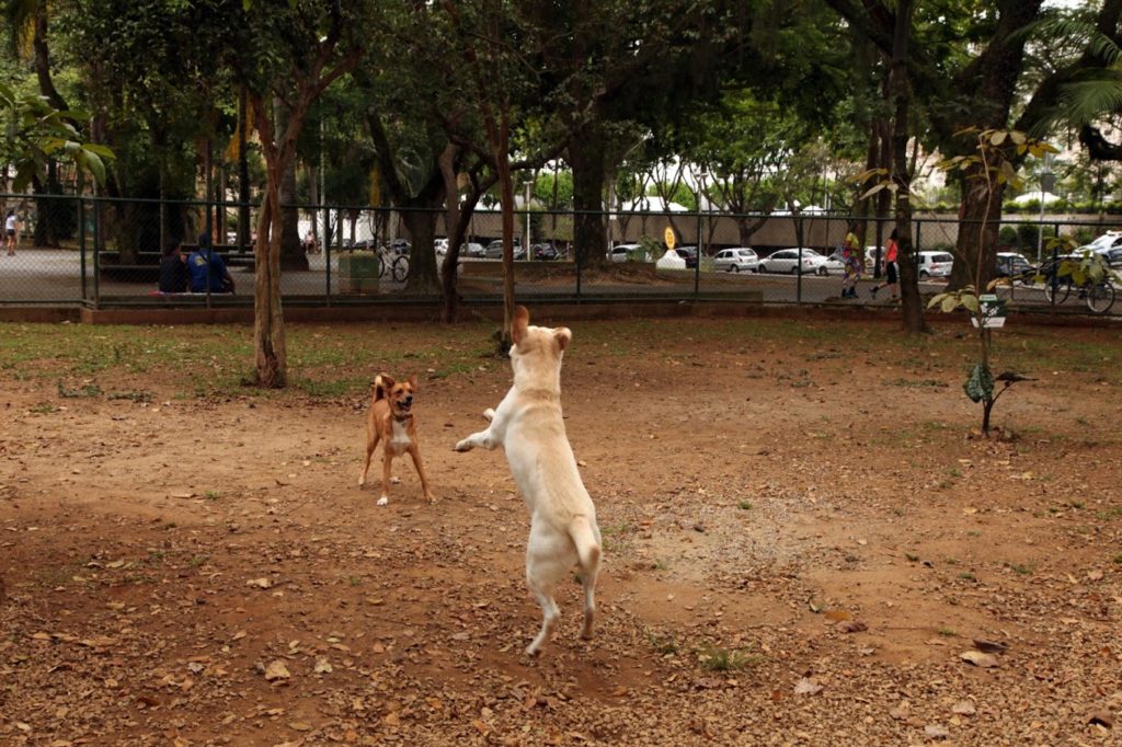 Obra no espaço para cães da Praça do Sesc começa nesta segunda