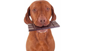 cachorro chocolate