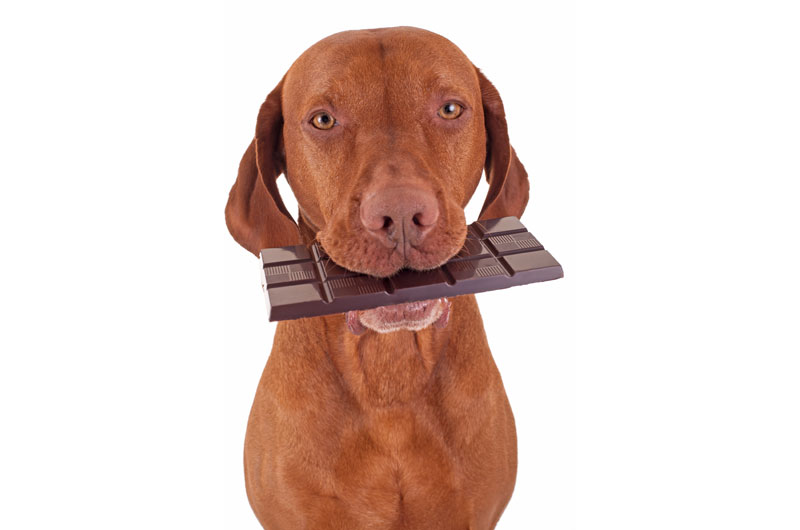 cachorro chocolate
